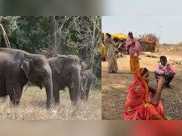 जंगली हाथियों के डर से 17 परिवारों ने छोड़ा घर, झोपड़ी में रहने को मजबूर, भीषण गर्मी-लू से भी बेहाल