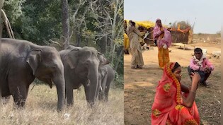 जंगली हाथियों के डर से 17 परिवारों ने छोड़ा घर, झोपड़ी में रहने को मजबूर, भीषण गर्मी-लू से भी बेहाल