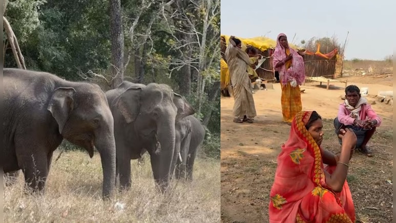 जंगली हाथियों के डर से 17 परिवारों ने छोड़ा घर, झोपड़ी में रहने को मजबूर, भीषण गर्मी-लू से भी बेहाल