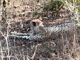 झालावाड़ पहुंचा कूनो का चीता KP-3, डर के साए में जी रहे ग्रामीण &nbsp;