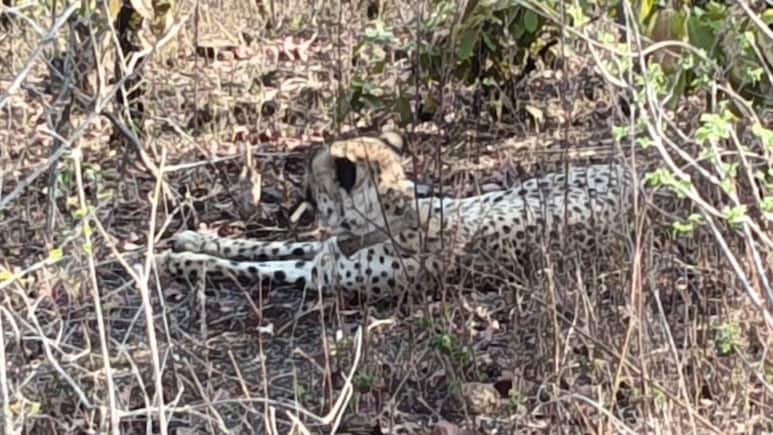 झालावाड़ पहुंचा कूनो का चीता KP-3, डर के साए में जी रहे ग्रामीण &nbsp;