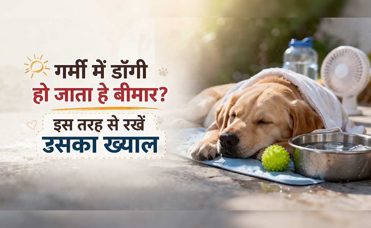 गर्मी में डॉगी हो जाता है बीमार? मैं ऐसे रखती हूं अपने पेट को फिट, आप भी अपनाएं ये 5 ट्रिक्स