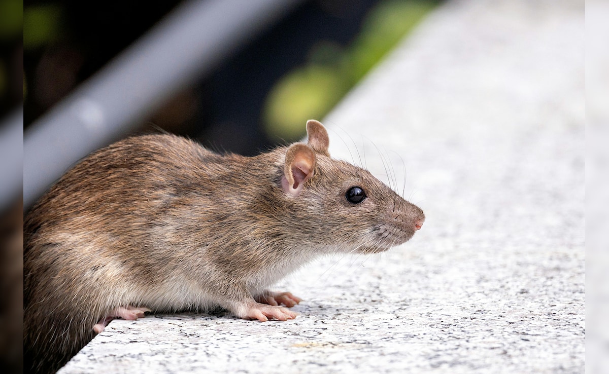 घर में चूहों ने मचा रखा है आतंक? इन आसान तरीकों से पाएं छुटकारा,  फिर नहीं दिखेंगे दोबारा