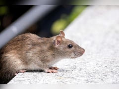 घर में चूहों ने मचा रखा है आतंक? इन आसान तरीकों से पाएं छुटकारा,  फिर नहीं दिखेंगे दोबारा