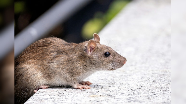 घर में चूहों ने मचा रखा है आतंक? इन आसान तरीकों से पाएं छुटकारा,  फिर नहीं दिखेंगे दोबारा