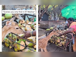 IIT मद्रास की 'नारियलवाली अम्मा' ने जीता दिल, प्यासे हिरण और सरला अम्मा की मोहब्बत देख आंखों में आ जाएंगे आंसू