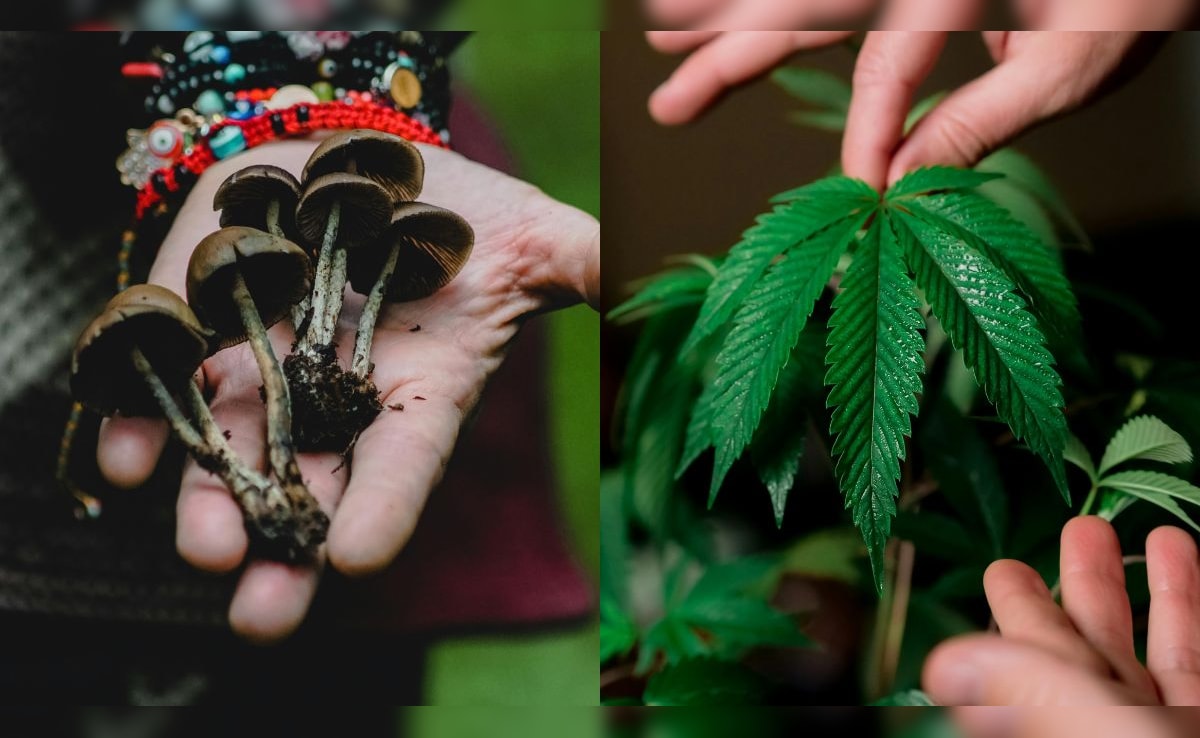 Scientists Engineer Tobacco Plant To Produce 5 Psychedelic Compounds In Medical Breakthrough