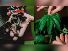 Scientists Engineer Tobacco Plant To Produce 5 Psychedelic Compounds