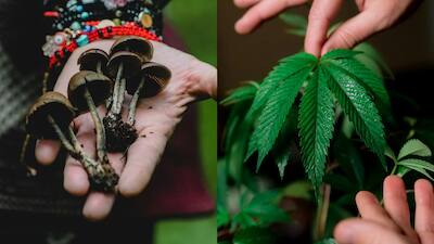 Scientists Engineer Tobacco Plant To Produce 5 Psychedelic Compounds In  Medical Breakthrough