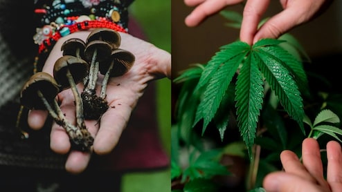 Scientists Engineer Tobacco Plant To Produce 5 Psychedelic Compounds In Medical Breakthrough