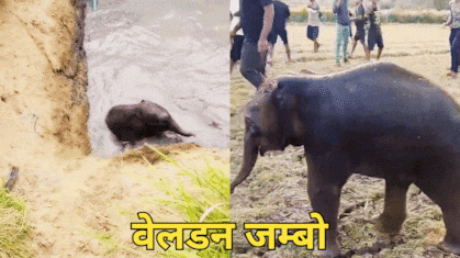 VIDEO: खुले कुएं से गिरा नन्हा हाथी, 3 घंटे तक चला रेस्क्यू ऑपरेशन...कूदता-फांदता बाहर आया जम्बो, देखें वीडियो