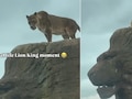 पहाड़ी पर बैठी शेरनी का रॉयल अंदाज़ वायरल, ऐसे क्रिएट किया  Lion King का सीन! Video देख दंग रह गए लोग