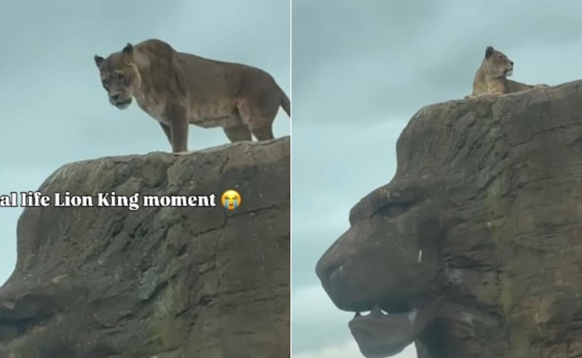पहाड़ी पर बैठी शेरनी का रॉयल अंदाज़ वायरल, ऐसे क्रिएट किया  Lion King का सीन! Video देख दंग रह गए लोग