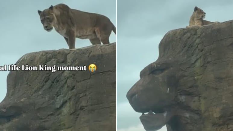 पहाड़ी पर बैठी शेरनी का रॉयल अंदाज़ वायरल, ऐसे क्रिएट किया  Lion King का सीन! Video देख दंग रह गए लोग