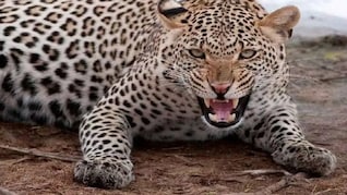 सावधान! मॉर्निंग वॉक के दौरान कहीं पैंथर से ना हो जाए सामना, लोगों में दहशत बरकरार