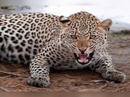 सावधान! मॉर्निंग वॉक के दौरान कहीं पैंथर से ना हो जाए सामना, लोगों में दहशत बरकरार