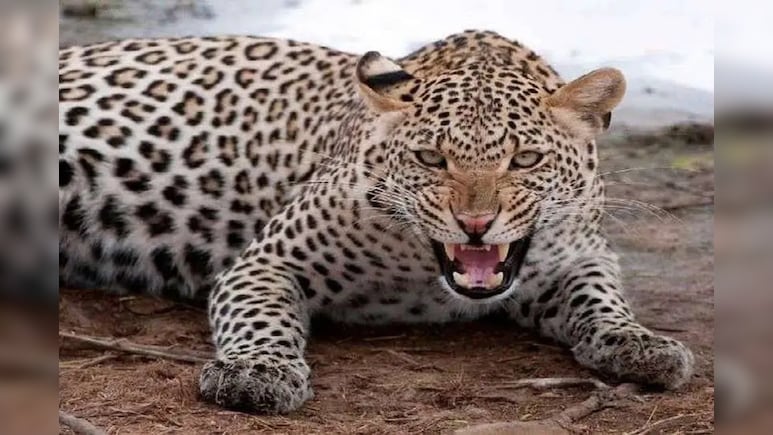 सावधान! मॉर्निंग वॉक के दौरान कहीं पैंथर से ना हो जाए सामना, लोगों में दहशत बरकरार