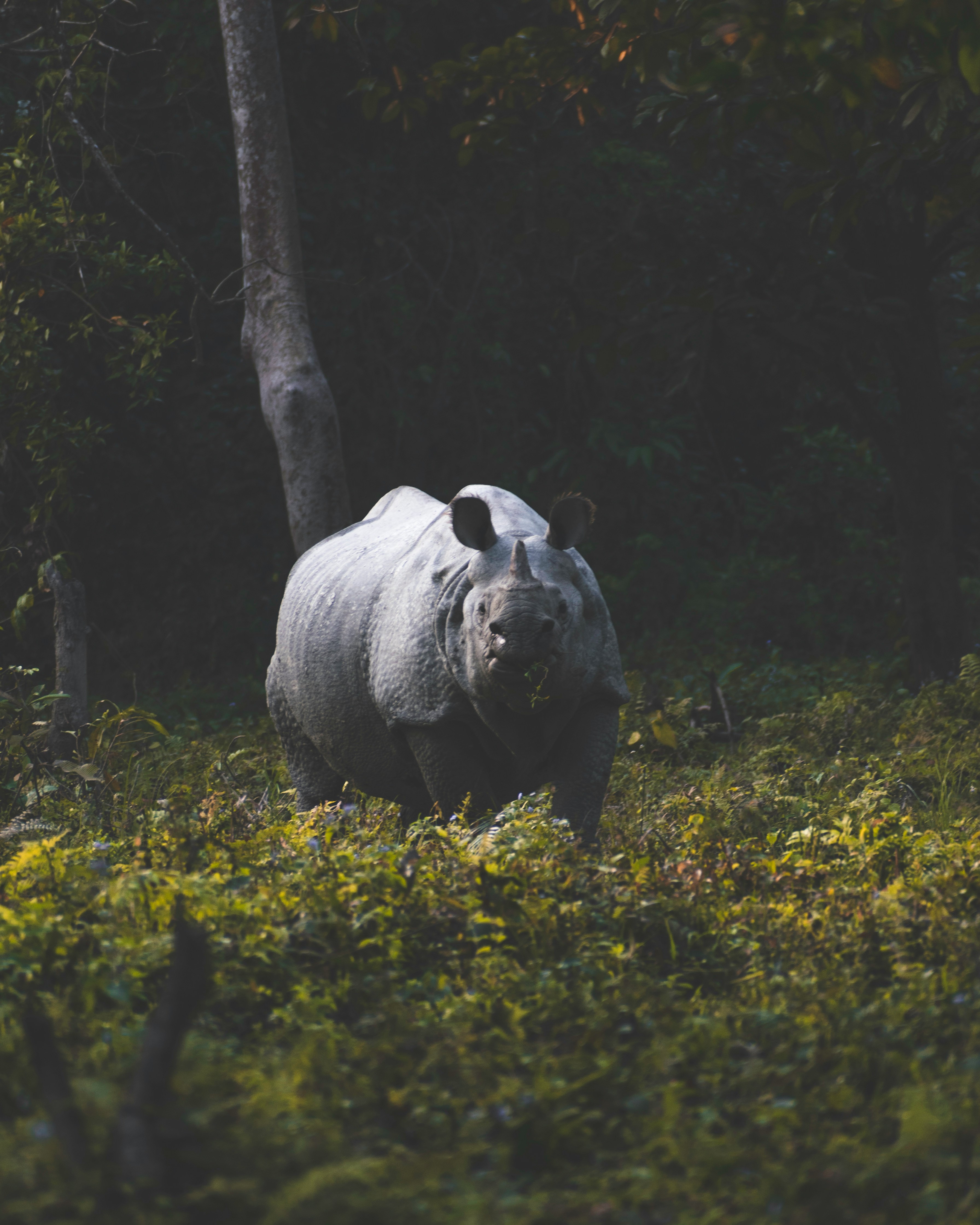 5 Reasons To Visit Kaziranga National Park During Summer