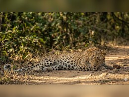 राजसमंद में एनएच-8 के पास मिला मादा लेपर्ड का शव, अज्ञात वाहन की टक्कर से गई जान