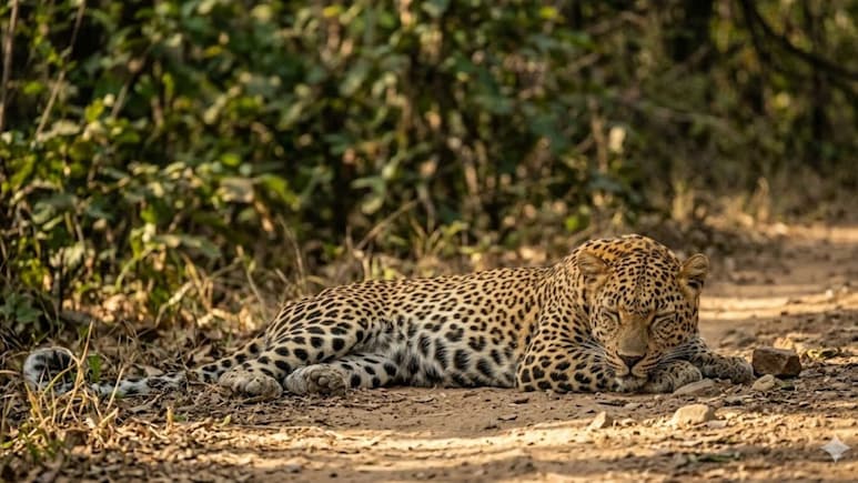 राजसमंद में एनएच-8 के पास मिला मादा लेपर्ड का शव, अज्ञात वाहन की टक्कर से गई जान