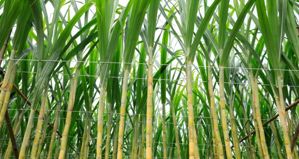 बेटा न फंस जाए, पिता ने बहू का 'दृश्यम' स्टाइल में किया मर्डर, गन्ने के खेत में छिपा दी लाश,फिर पकड़ा कैसे गया