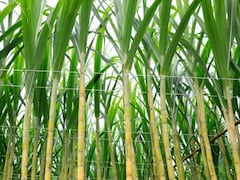 बेटा न फंस जाए, पिता ने बहू का 'दृश्यम' स्टाइल में किया मर्डर, गन्ने के खेत में छिपा दी लाश, फिर पकड़ा कैसे गया?