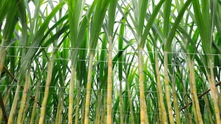 बेटा न फंस जाए, पिता ने बहू का 'दृश्यम' स्टाइल में किया मर्डर, गन्ने के खेत में छिपा दी लाश, फिर पकड़ा कैसे गया?