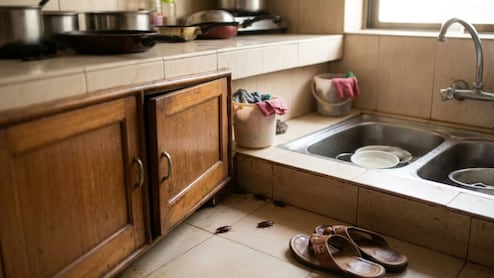 किचनमधील झुरळांचा होईल कायमचा  बंदोबस्त; महागड्या औषधांची गरज नाही, फक्त वापरा या 9 सोप्या टिप्स