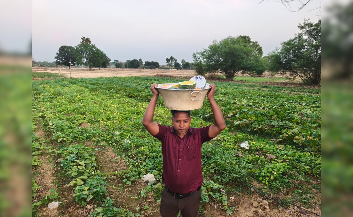 एक खेत, कई रंग; कोरिया के किसान की अनोखी खेती, पीले तरबूज से लेकर सफेद करेले व जुचिनी तक की धूम