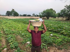 एक खेत, कई रंग; कोरिया के किसान की अनोखी खेती, पीले तरबूज से लेकर सफेद करेले व जुचिनी तक की धूम