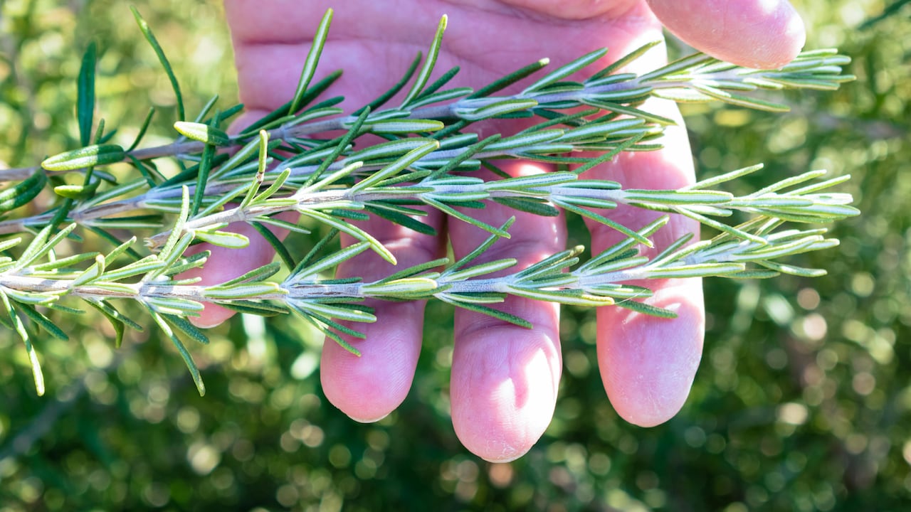 Rosemary works best as part of a long‑term hair‑care routine.
