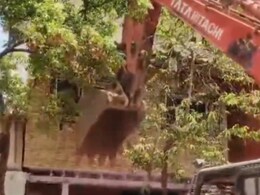 Mumbai News: मुंबईत देवीच्या यात्रेवर दगडफेक करणाऱ्या दंगलखोरांचा माज उतरवला;  BMC ची मोठी कारवाई