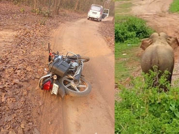 Elephant Attack: सूरजपुर में हाथियों का तांडव जारी, 24 घंटे में एक और शख्स को मार डाला