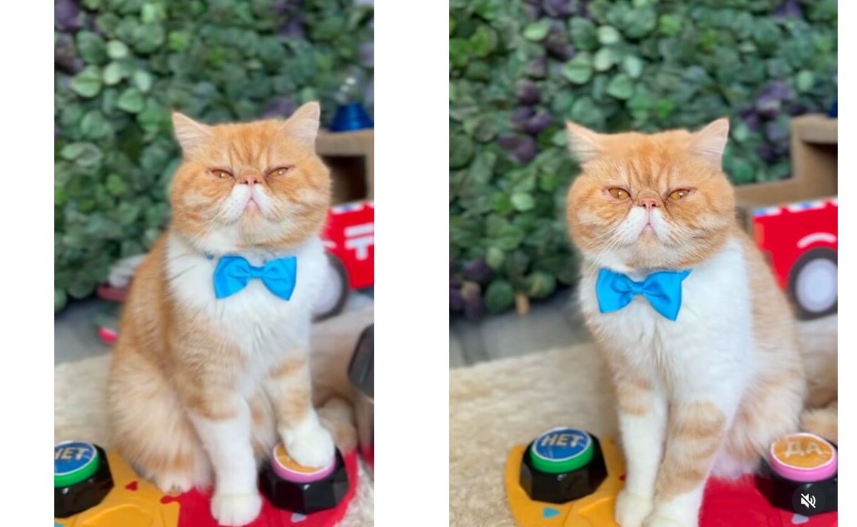 सोशल मीडिया पर चर्चा में है भविष्य बताने वाली बिल्ली! बताया कयामत का साल, सुनकर उड़ जाएंगे होश