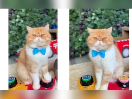 सोशल मीडिया पर चर्चा में है भविष्य बताने वाली बिल्ली! बताया कयामत का साल, सुनकर उड़ जाएंगे होश