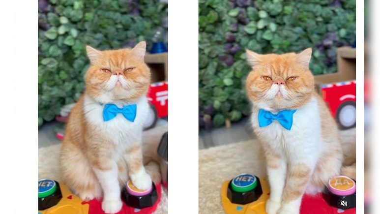 सोशल मीडिया पर चर्चा में है भविष्य बताने वाली बिल्ली! बताया कयामत का साल, सुनकर उड़ जाएंगे होश