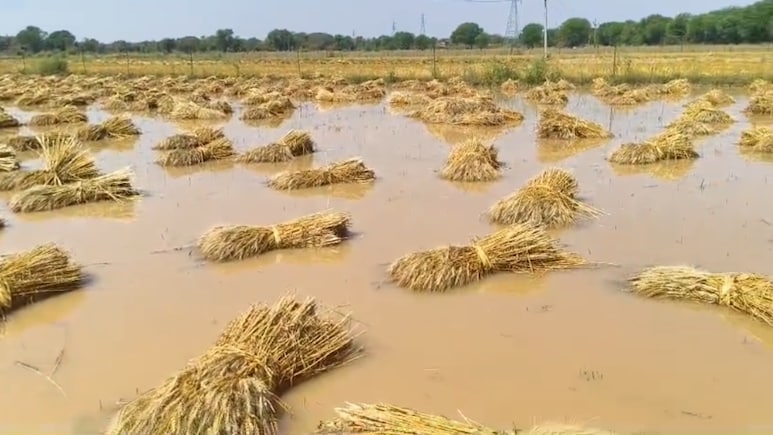 भिंड में फिर बरसी आफत, बारिश और ओलावृष्टि से खेतों में डूबी मेहनत, टूटा किसान&nbsp;