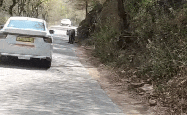 बाघिन सुल्ताना के बेटे 'मलंग' का श्रद्धालुओं से हुआ सामना, टैक्सी ड्राइवर की हिमाकत देख टाइगर गुस्से में फेरा मुंह