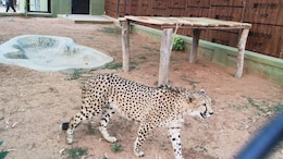 Cheetahs Back In Karnataka After 70 Years, 4 Brought In From South Africa