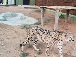 Cheetahs Back In Karnataka After 70 Years, 4 Brought In From South Africa