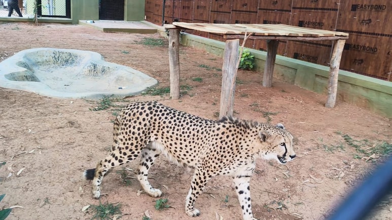 Cheetahs Back In Karnataka After 70 Years, 4 Brought In From South Africa