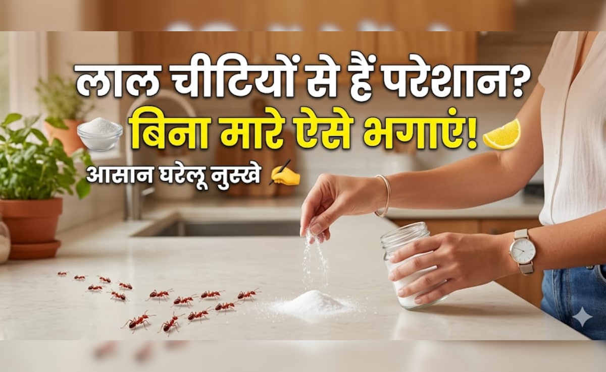 लाल चीटियों को बिना मारे कैसे भगाएं? इस घरेलू तरीके से उल्टे पांव भाग जाएंगी Red Ants