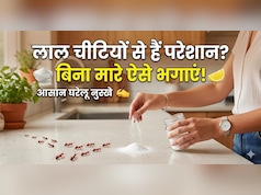 लाल चीटियों को बिना मारे कैसे भगाएं? इस घरेलू तरीके से उल्टे पांव भाग जाएंगी Red Ants