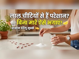 लाल चीटियों को बिना मारे कैसे भगाएं? इस घरेलू तरीके से उल्टे पांव भाग जाएंगी Red Ants