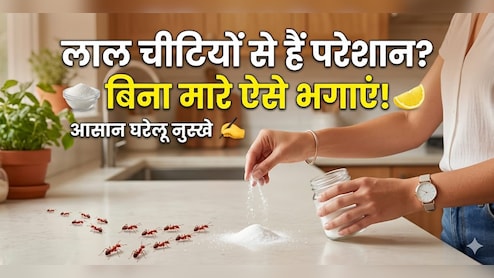 लाल चीटियों को बिना मारे कैसे भगाएं? इस घरेलू तरीके से उल्टे पांव भाग जाएंगी Red Ants