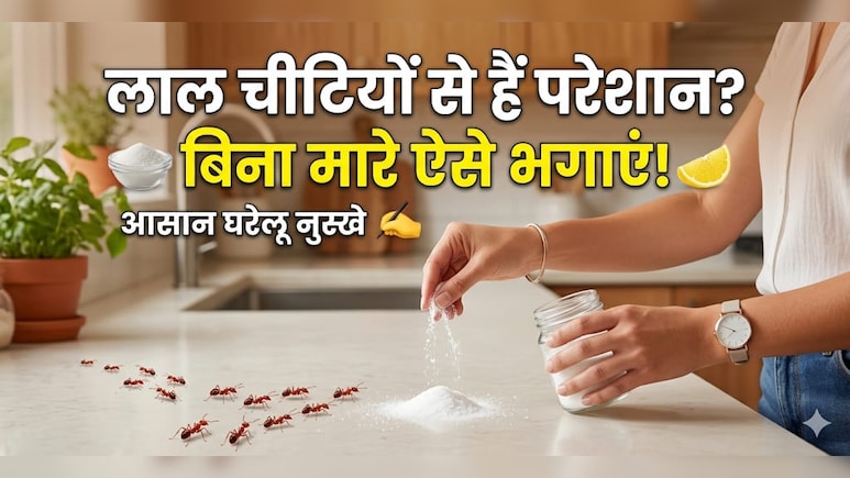 लाल चीटियों को बिना मारे कैसे भगाएं? इस घरेलू तरीके से उल्टे पांव भाग जाएंगी Red Ants