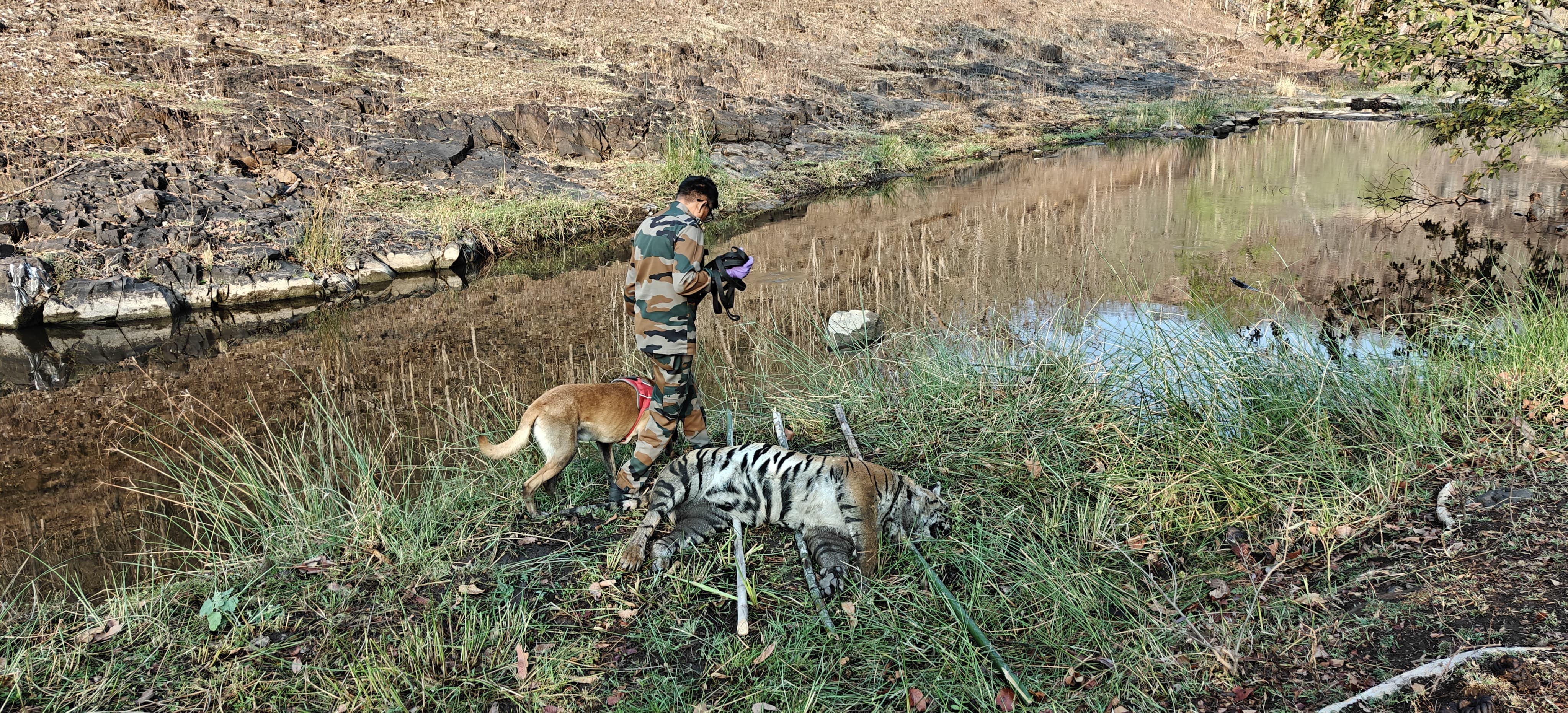 सतपुड़ा टाइगर रिजर्व में 23 दिनों के बाद डॉग स्क्वॉड की मदद से बाघ का शव बरामद हुआ