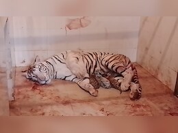 टाइगर स्टेट MP से गुड न्यूज़: सफेद टाइगर &lsquo;मीरा&rsquo; ने 3 शावकों को दिया जन्म, 2 रॉयल बंगाल और 1 सफेद