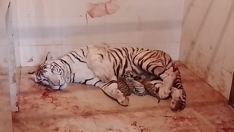 टाइगर स्टेट MP से गुड न्यूज़: सफेद टाइगर &lsquo;मीरा&rsquo; ने 3 शावकों को दिया जन्म, 2 रॉयल बंगाल और 1 सफेद