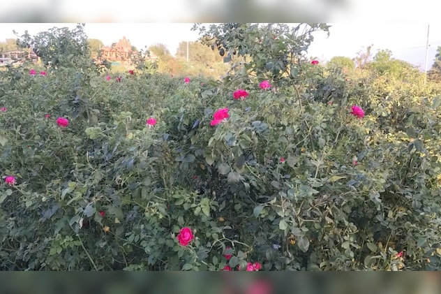 फसल की रखवाली का झंझट भी हो जाता है खत्म फसल की रखवाली का झंझट भी हो जाता है खत्म